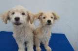 Dos cachorros fueron rescatados en muy mal estado en Brasil: ahora buscan ayuda en Colombia