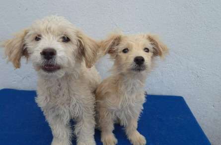 Dos cachorros fueron rescatados en muy mal estado en Brasil: ahora buscan ayuda en Colombia