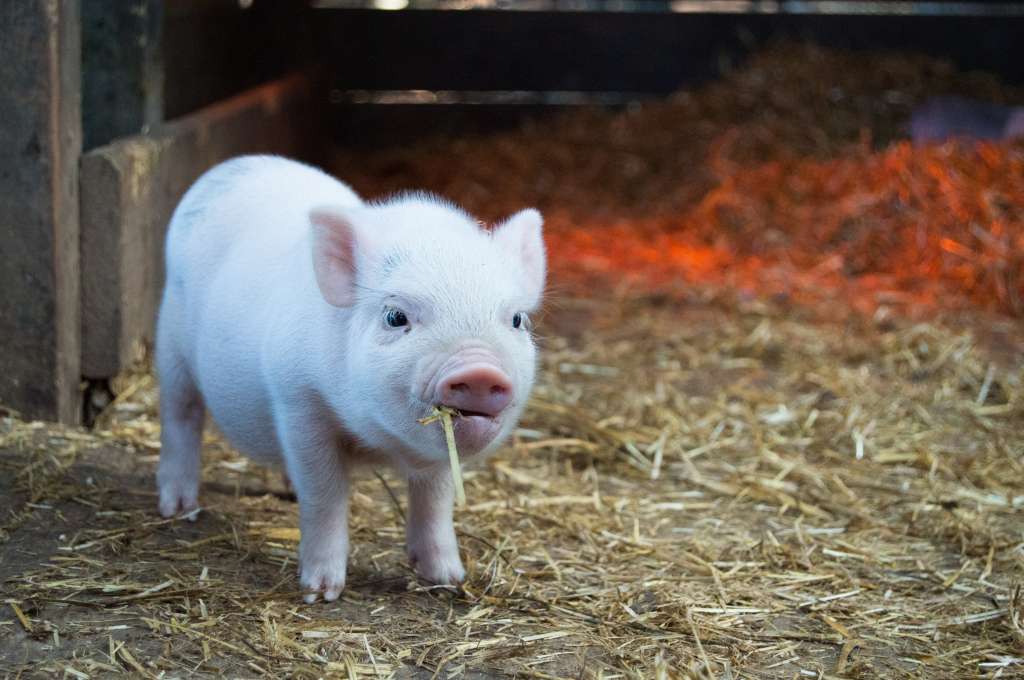 Minipigs