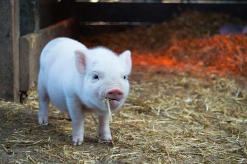 Las preguntas que debe hacerse si quiere tener un minipig como mascota