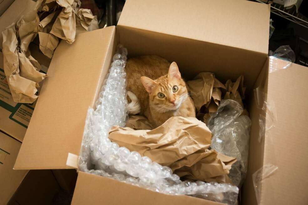 Jugar entre cajas es una de las actividades que más disfrutan los gatos en casa. / Getty Images