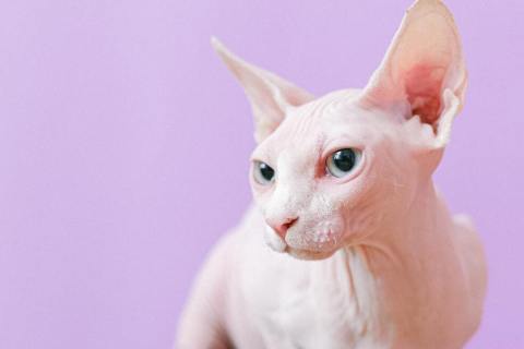 Gato esfinge o sphynx : el encanto de un felino que, aparentemente, no tiene pelo