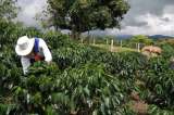 Ayudas al café han sido tramitadas por 198 mil productores