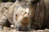 Leve baja del número de rinocerontes abatidos en Sudáfrica