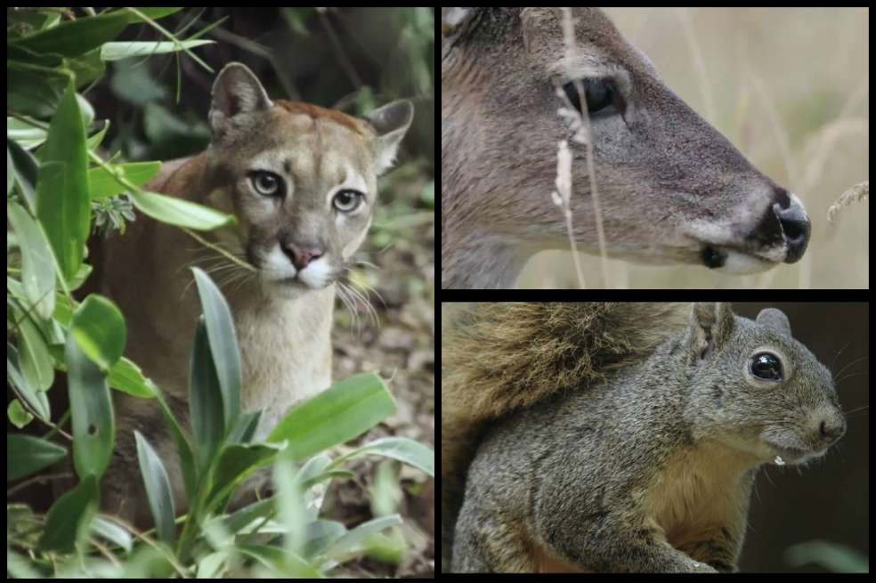 Para el documental “Vecinos inesperados” se logaron registrar 32 especies de fauna silvestre que habitan en Bogotá.
/ Fotos SCRD