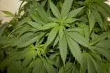 EE.UU. dice que México es uno de los mayores productores de heroína y marihuana