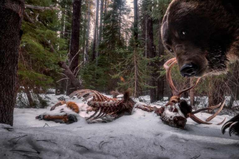 Categoría animales en su hábitat: Zack Clothier, de Estados Unidos, puso su cámara trampa frente a estos restos de alce macho. Un ejemplar de oso grizzly, en busca de alimento, termina posando frente a su lente.