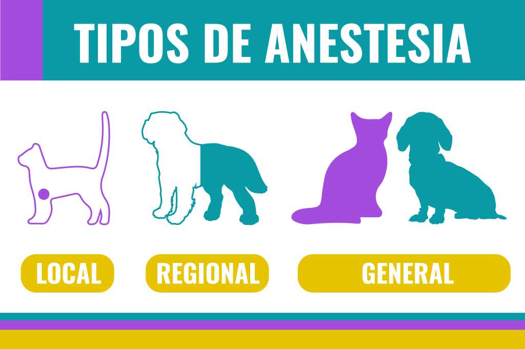 Tipos de anestesia en perros y gatos.