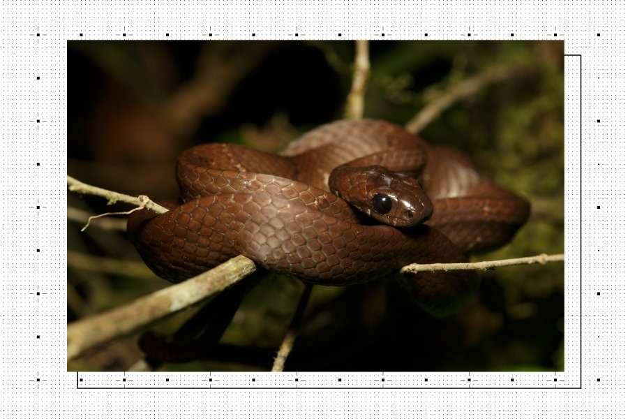 Biodiversidad de Colombia
