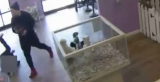 Robo en tienda de mascotas en Estados Unidos: los ladrones tomaron a tres cachorros