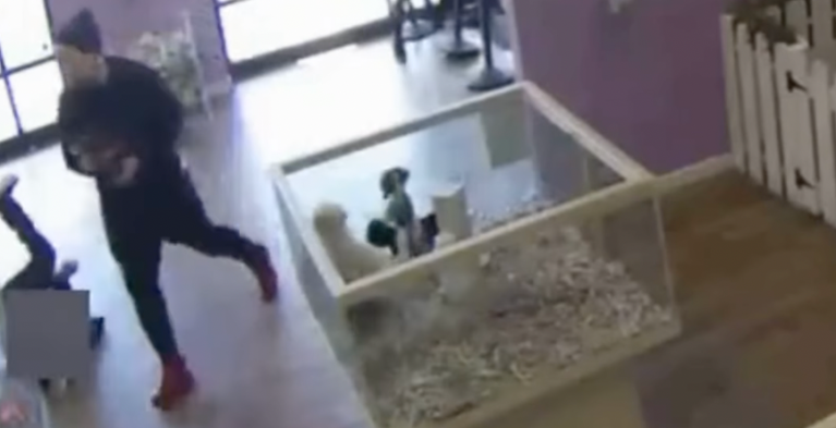 Robo en tienda de mascotas en Estados Unidos: los ladrones tomaron a tres cachorros