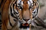 La historia del tigre de 200 kilos que se escapó de un circo en París