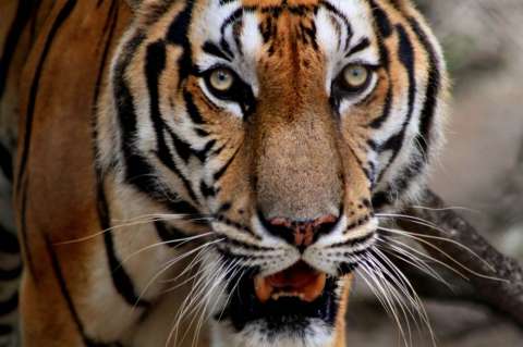 Trabajador atacado por tigre en zoológico de Florida puede enfrentar cargos