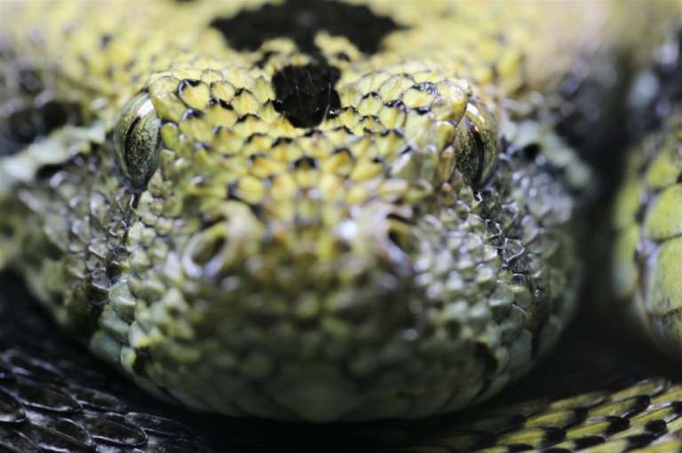 Una víbora  de montaña etíope en el  London Zoo.