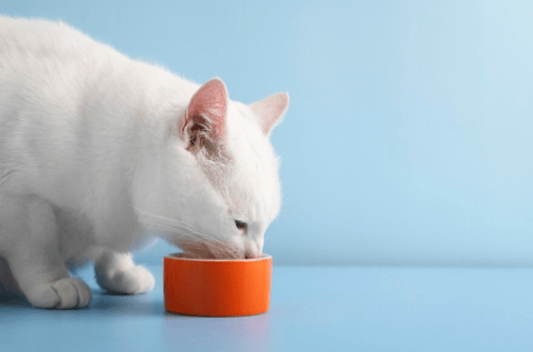 Herramientas inteligentes para el cuidado de las mascotas