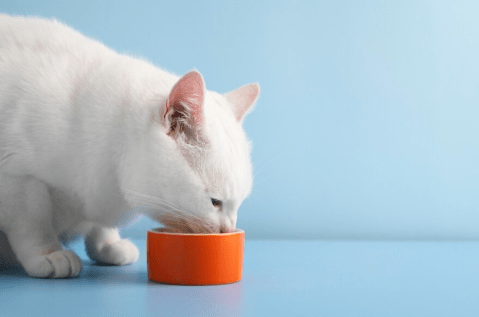 ¿Es mejor un comedero alto o bajo en gatos y cómo escogerlo?