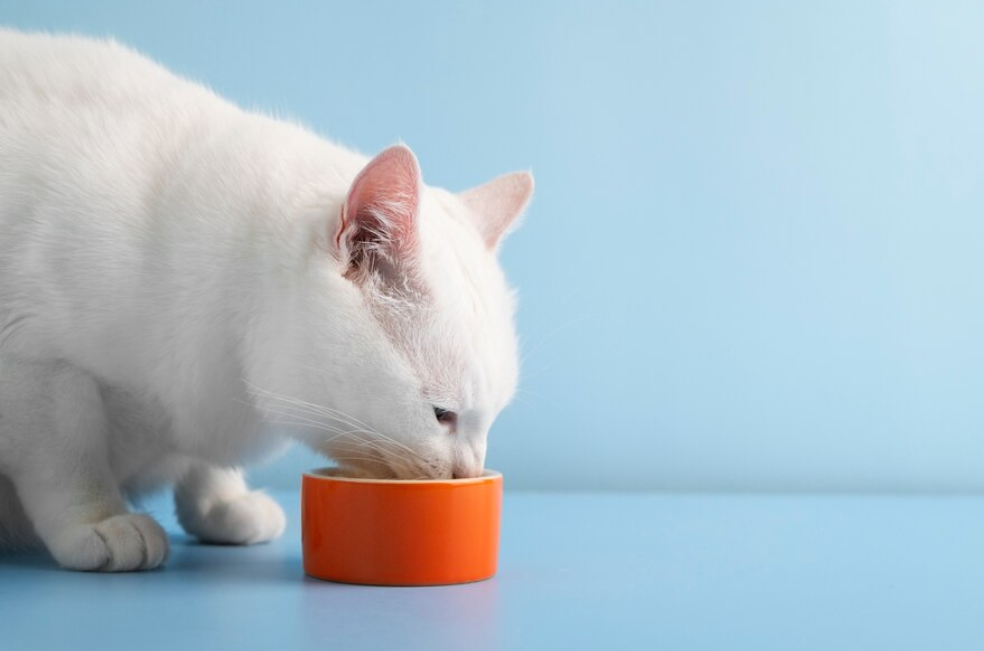 ¿El plato de comida de los gatos debe estar lleno todo el día?