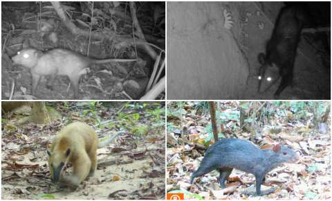 La presión humana en Colombia hizo que estos animales se volvieran más nocturnos