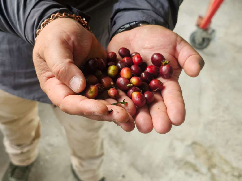 Cultivar una mata de café es una manera sencilla de conectar con el campo, conocer el origen de la bebida y valorar aún más cada taza.