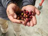 Café y cacao: las apuestas para transformar el agro del sur de La Guajira