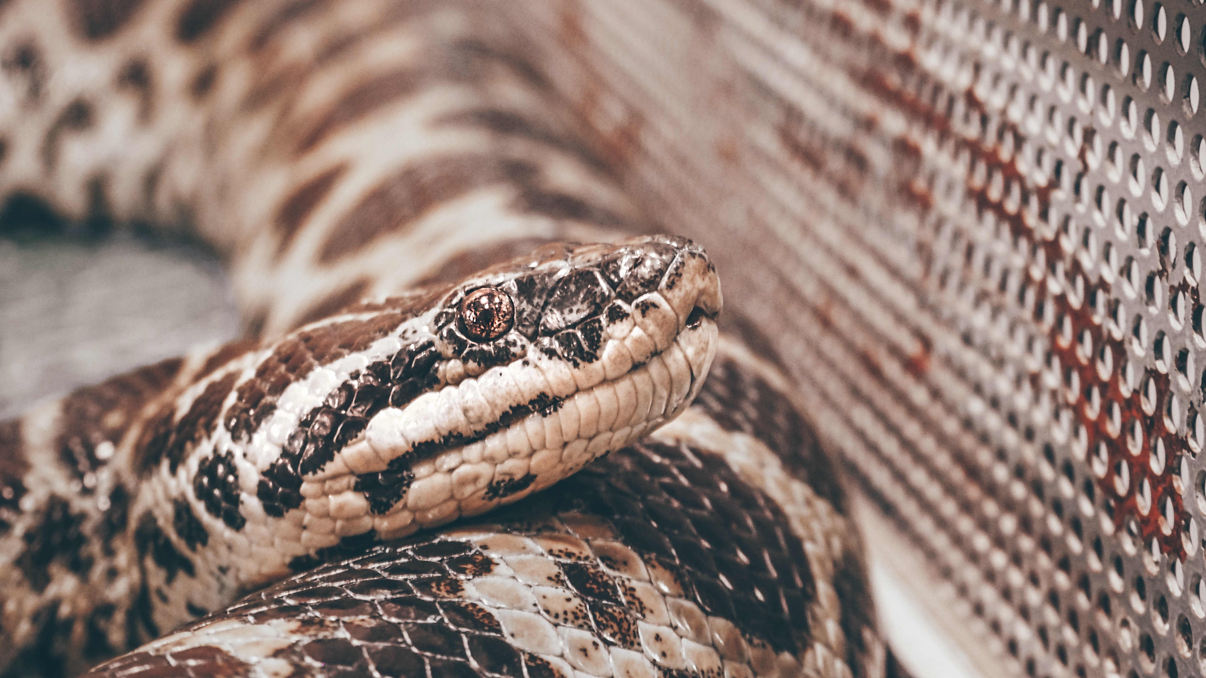 En Cali, un joven de 23 años fue mordido por la misma serpiente mapaná, que intentó defender de varias personas que querían matar al animal.