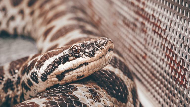 Joven fue mordido por una serpiente Mapaná al evitar que la mataran en Cali