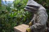 Adrián Morantes, un guardián para las abejas