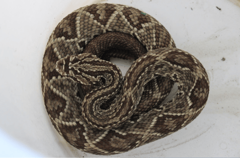 Tuluá: rescatan a serpiente cascabel que estaba en un camión de fruta