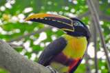 Prepárese para pajarear en Cali: llega el Birdfair con varias actividades