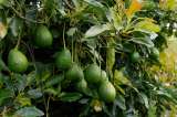 ¿Cuántas toneladas de aguacate Hass exporta Colombia para el Super Bowl?