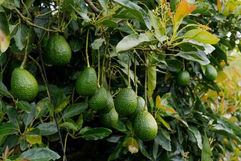 ¿Cuántas toneladas de aguacate Hass exporta Colombia para el Super Bowl?