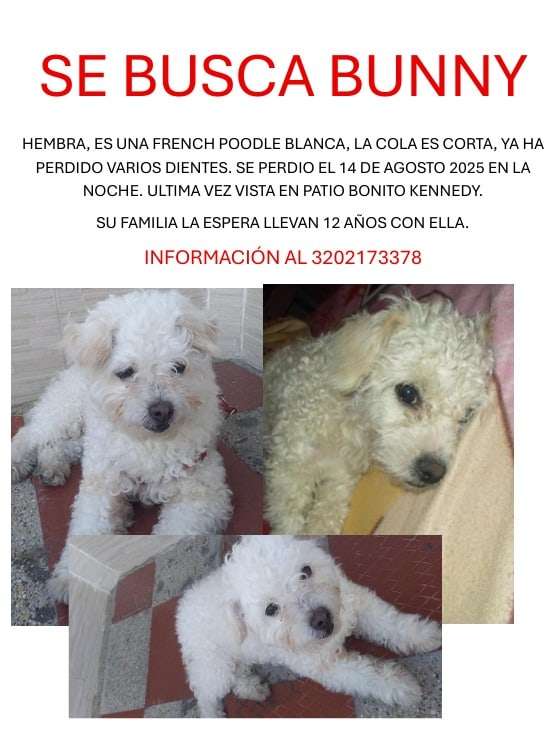 Bunny se perdió el 14 de agosto en Patio Bonito, Bogotá.
