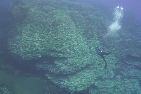 Los científicos se asombraron con el tamaño de este coral. Ahora lo hacen con su edad