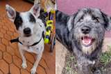 Bogotá tiene un refugio que está cambiando la historia de los perros sin hogar