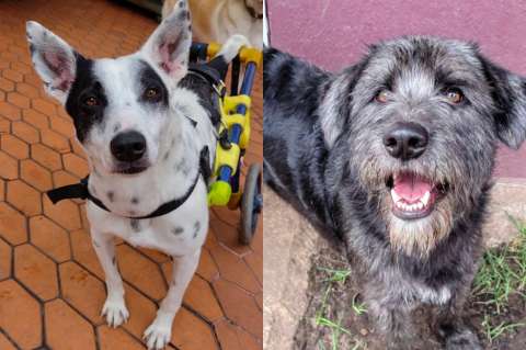 Bogotá tiene un refugio que está cambiando la historia de los perros sin hogar