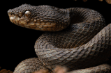 Descubren cinco nuevas especies de víboras en Colombia y Ecuador