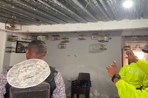 Golpe contra el tráfico de fauna silvestre en Cartagena: rescatan a 41 aves