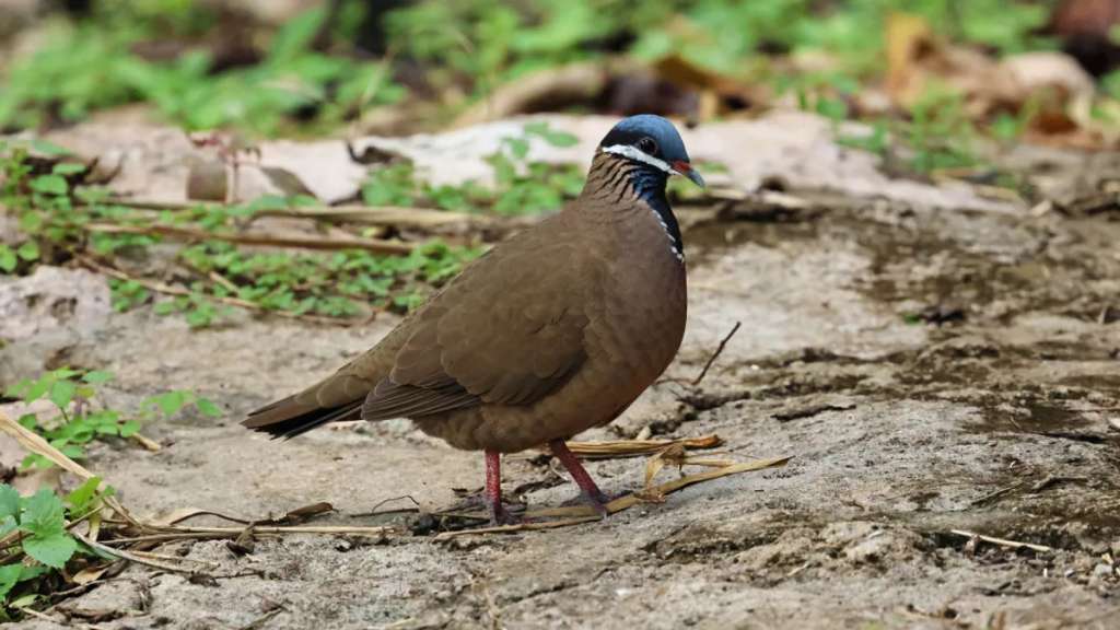 Se creía que Starnoenas cyanocephala estaba estrechamente relacionada con las palomas de Centroamérica y Sudamérica, pero los científicos descubrieron similitudes considerables con las especies de Australasia.