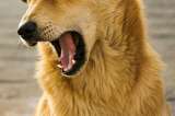 Ciudad china anuncia que por familia se podrá tener máximo un perro