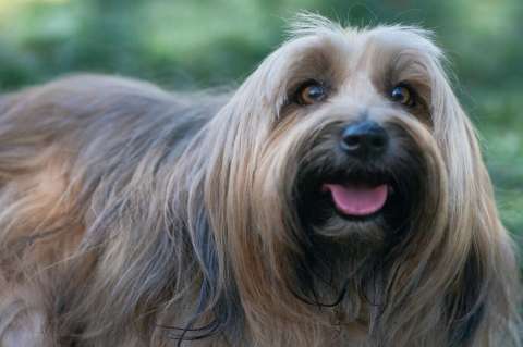 ¿Cada cuánto puedo y debo cepillar el pelaje de mi perro?