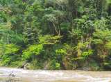 Las asombrosas plantas del río Samaná