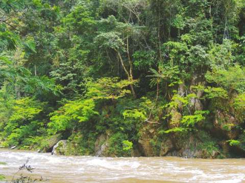 Las asombrosas plantas del río Samaná