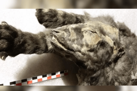 Estos dos cachorros de hace 14.000 años no serían lo que hasta ahora creíamos