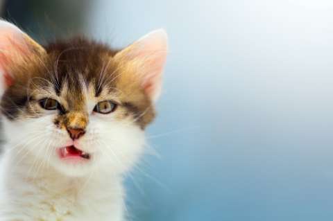 ¿Le gustaría que le pagaran por cuidar gatos en una isla de Grecia? Una ONG tiene la oferta