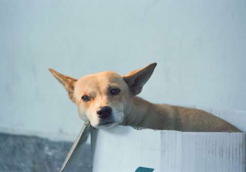 Devueltos tras ser adoptados: la realidad que viven los animales en Colombia