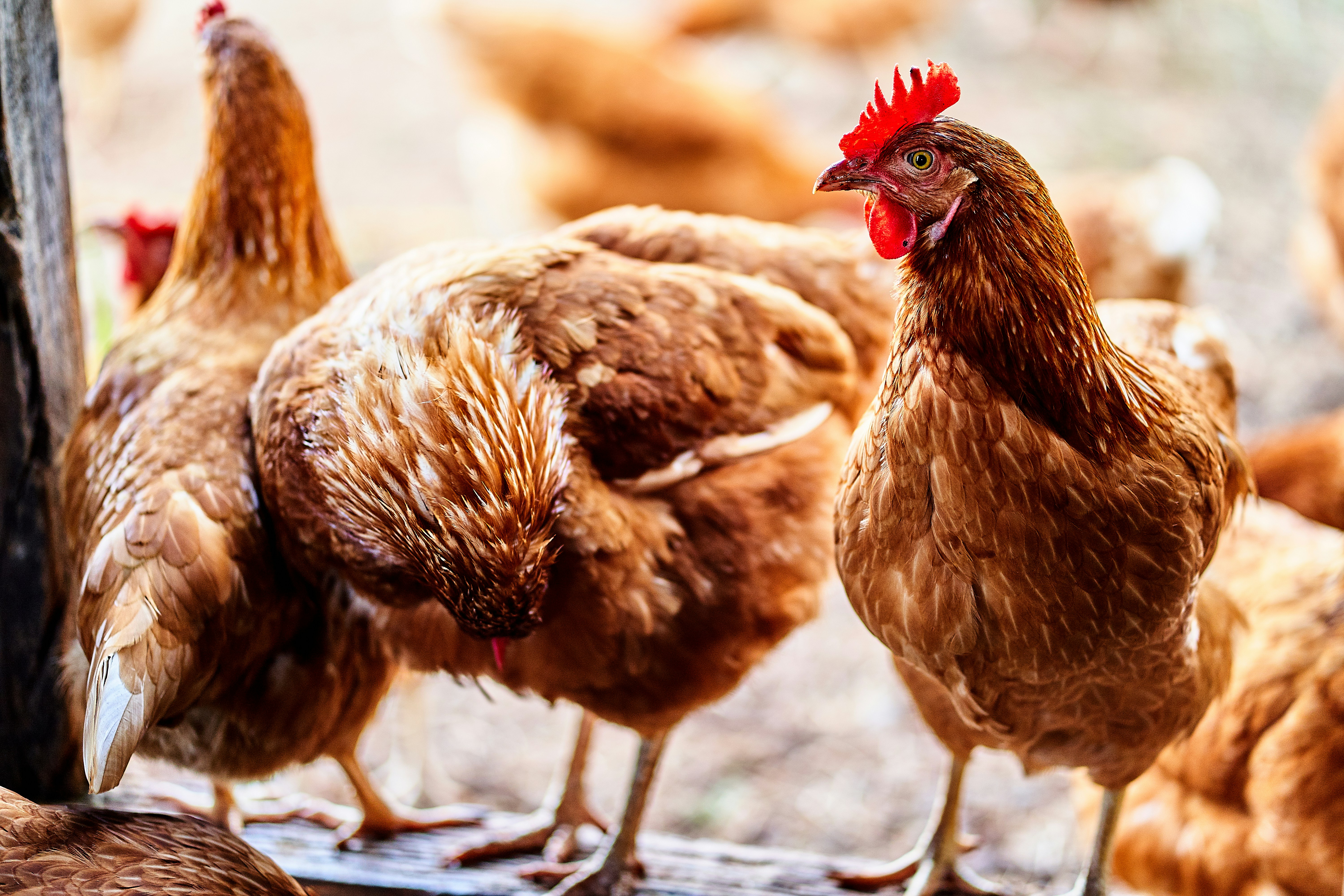 ¿Qué gallinas ponen huevos azules?