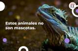 Estos animales no se pueden tener como mascotas en Colombia