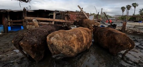 (Video) Rescatan a 17 animales que quedaron atrapados bajo el lodo en California