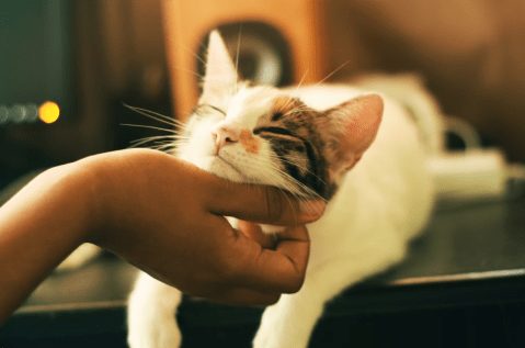 ¿Cuánto tiempo tarda un gato adoptado en querer a su dueño?