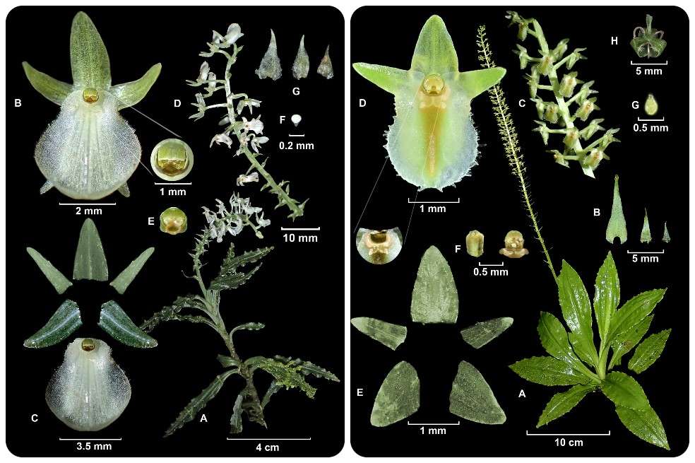 Orquídeas "Crossoglossa elvirae" (izquierda) y "Crossoglossa dapaensis" (derecha).